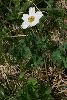 <em>Callianthemum coriandrifolium</em>